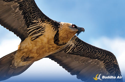 Bearded Vulture for Bird Watching